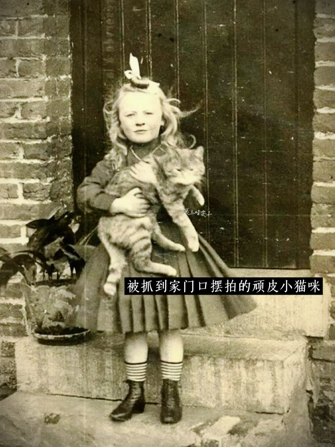 上世纪的「猫猫照相馆」?可爱到心都萌化了?