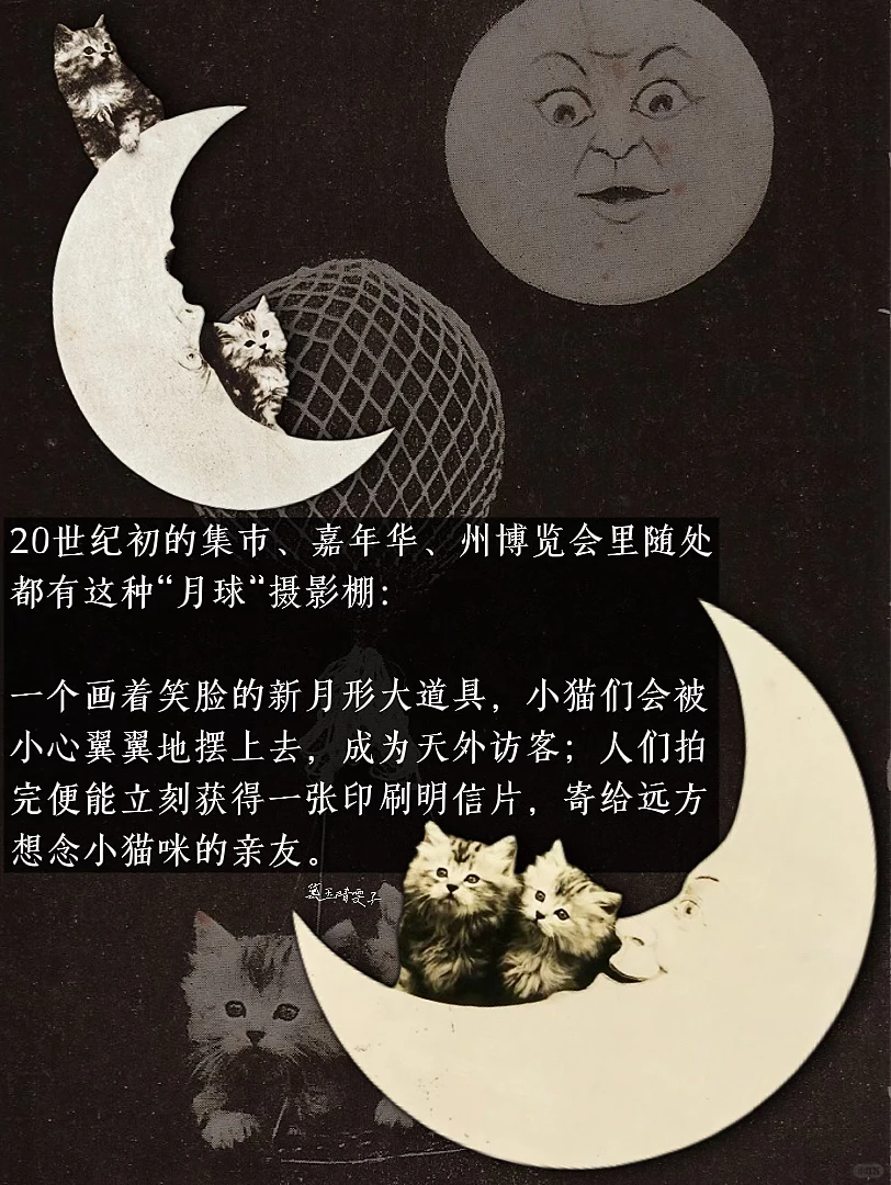 上世纪的「猫猫照相馆」?可爱到心都萌化了?
