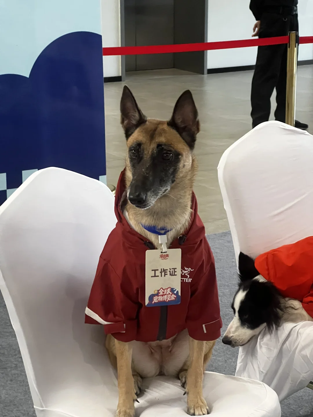 海南宠物博览会免费摄影、薅零食攻略！