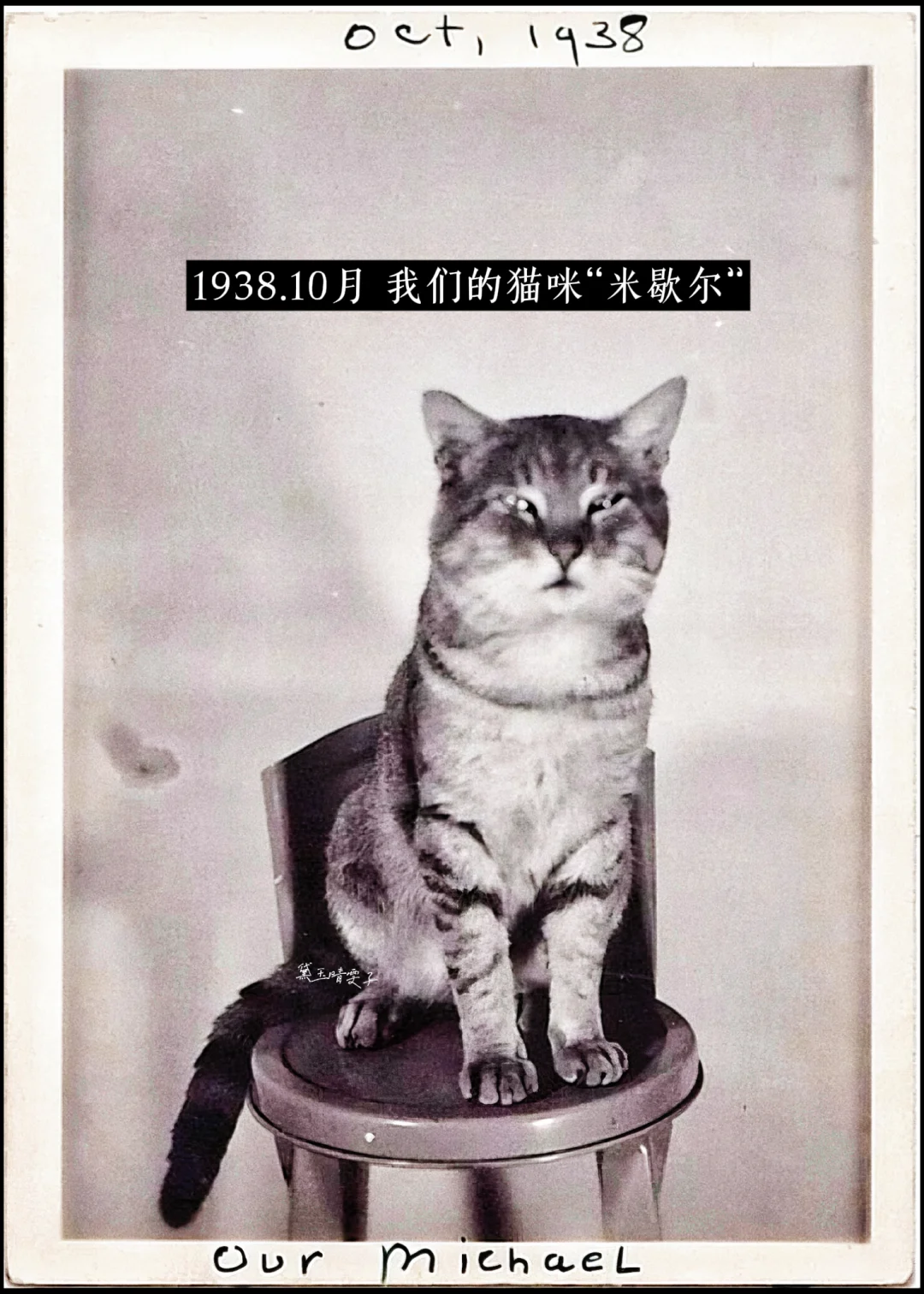 上世纪的「猫猫照相馆」?可爱到心都萌化了?