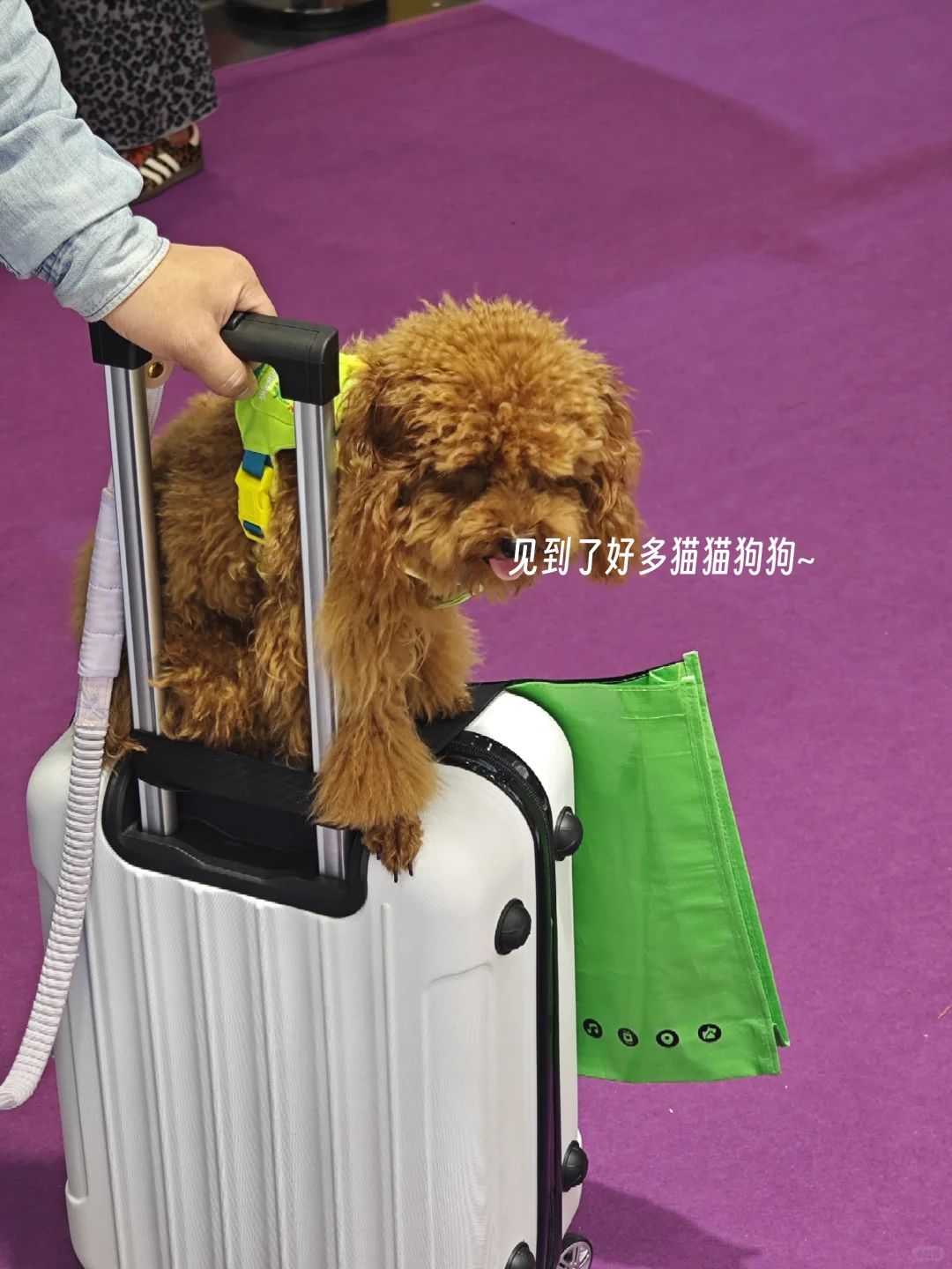 深圳兼职记录（64）| 纸尿裤主理人