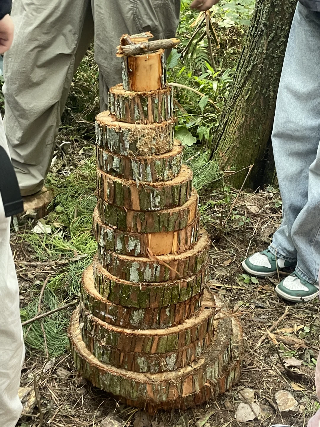 林学实习|Day8 砍树