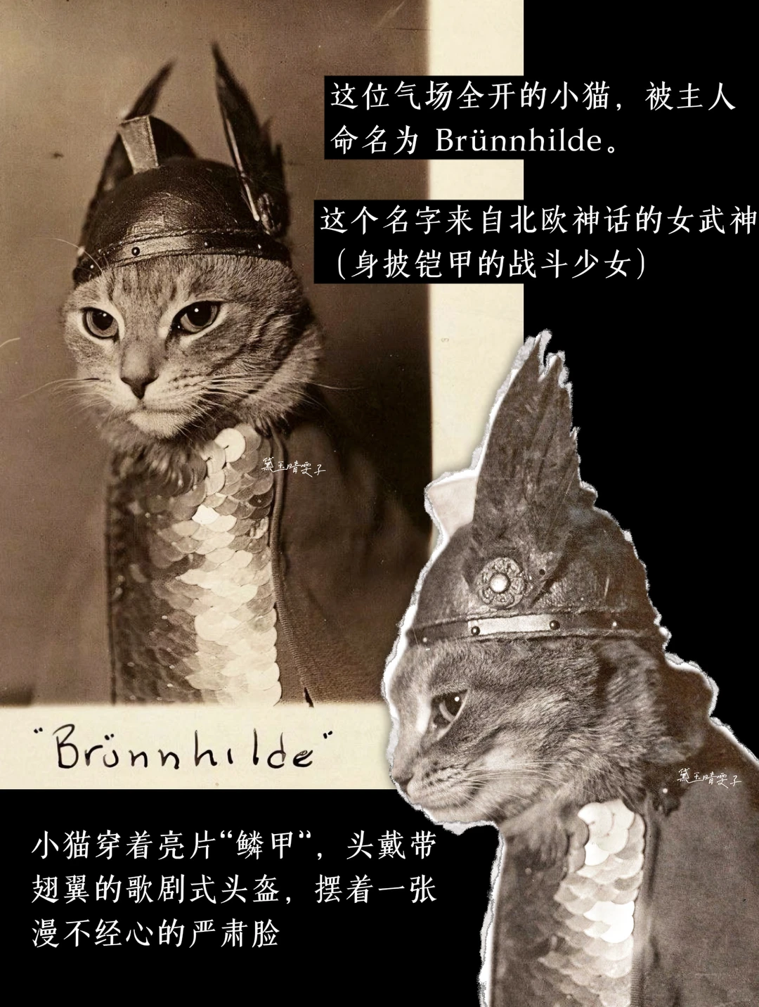 上世纪的「猫猫照相馆」?可爱到心都萌化了?