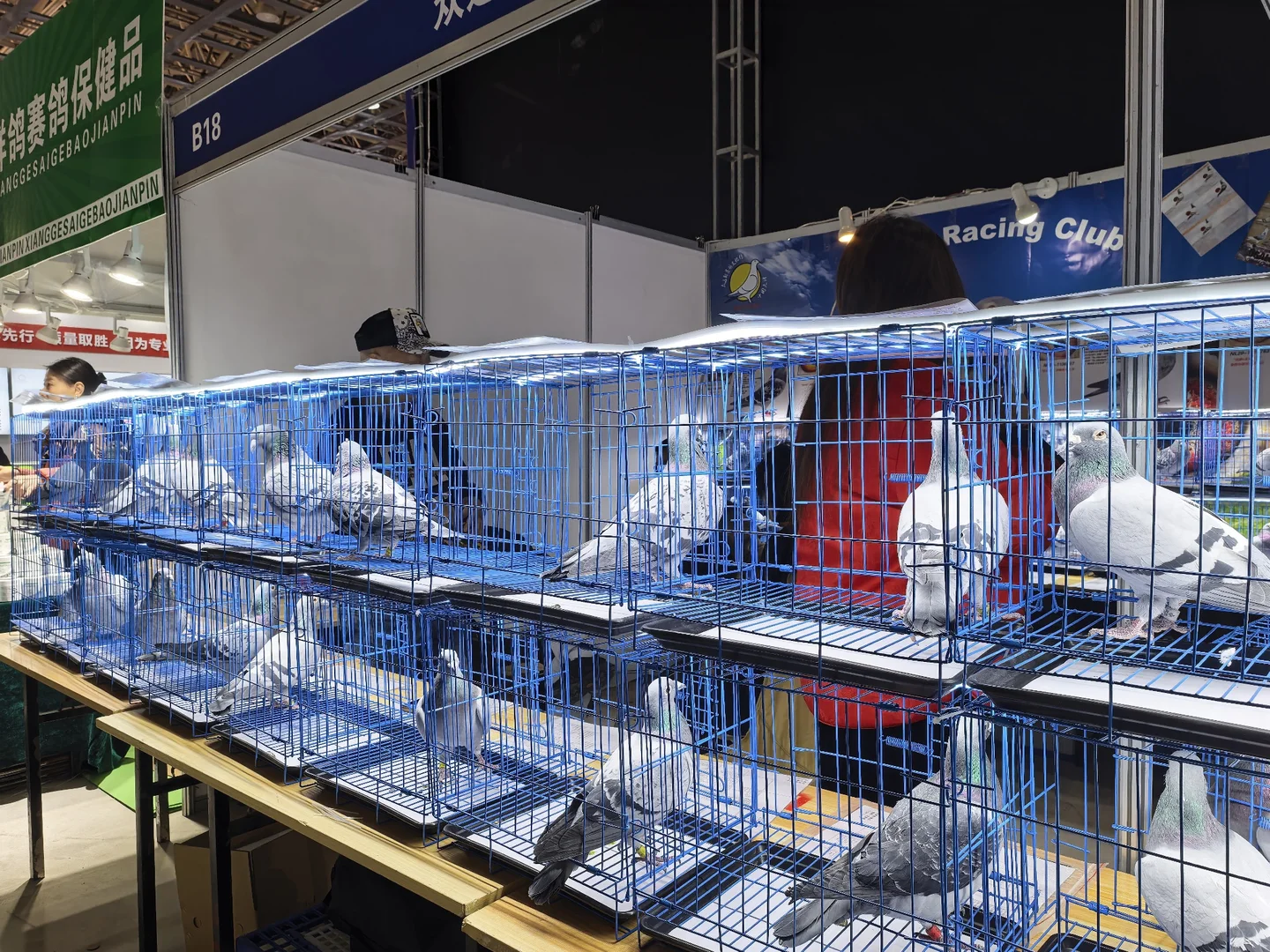 信鸽国家赛铭?展