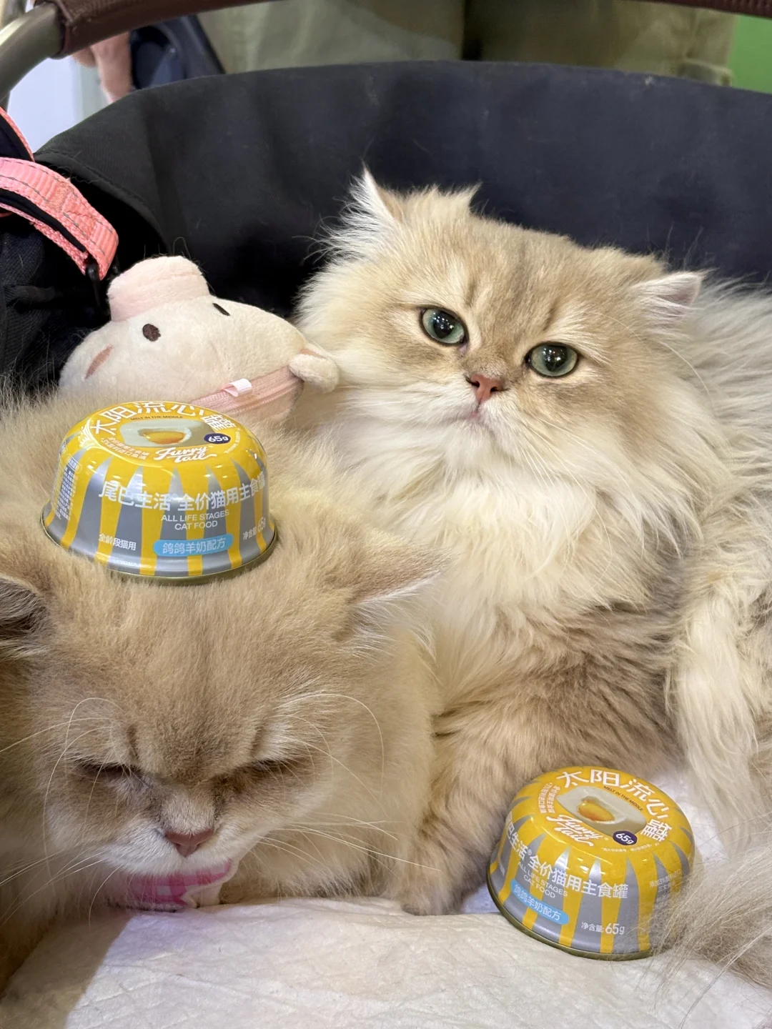 来华南展对暗号?请修猫修狗吃罐罐