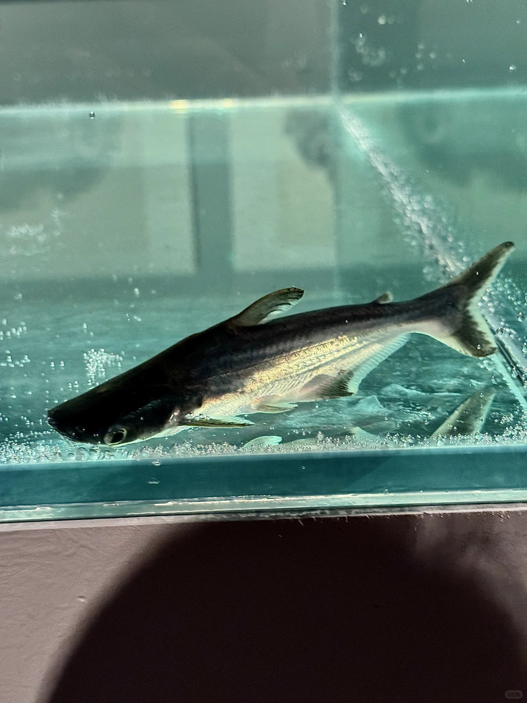 南京新展｜周京新《有鱼》：水墨大鱼游入南京