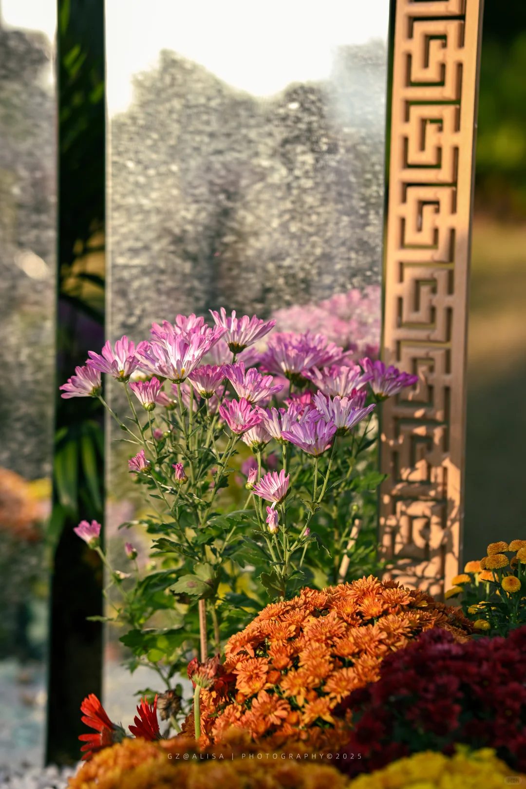 就在市内广州最佳赏菊地‖文化公园