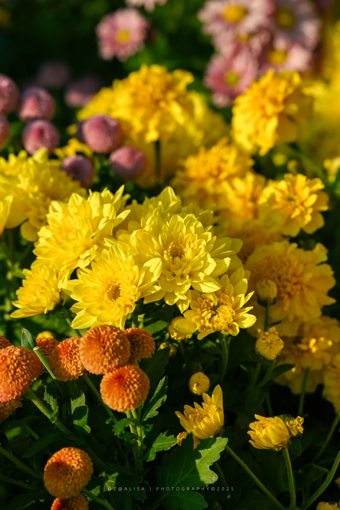 就在市内广州最佳赏菊地‖文化公园