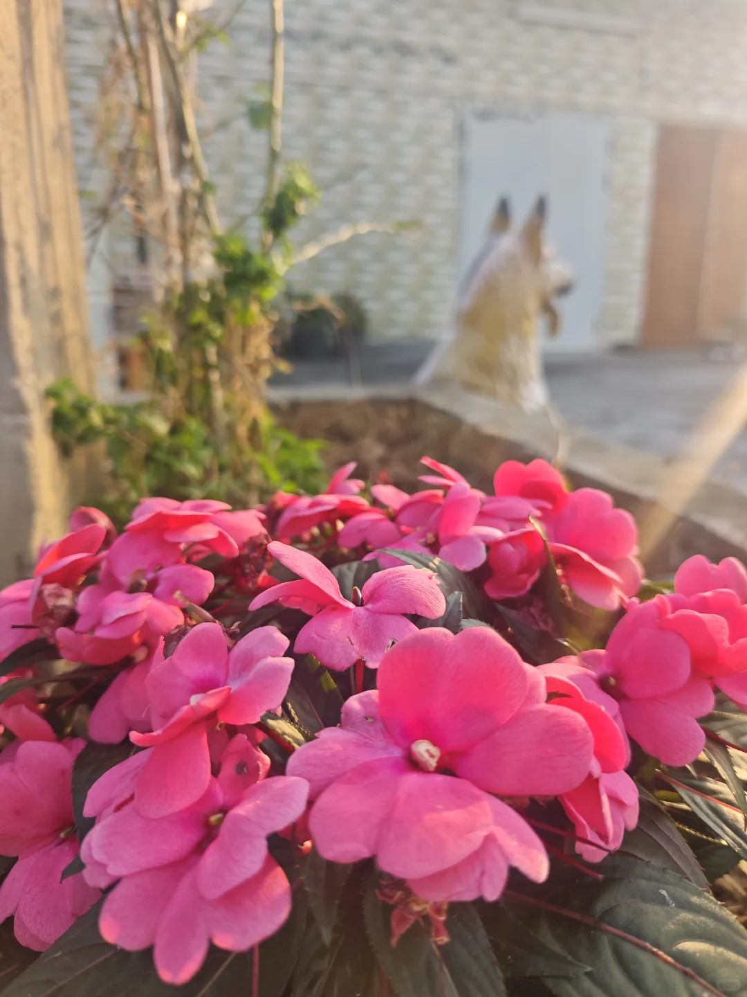 在花园里做投资交易会是一种什么体验