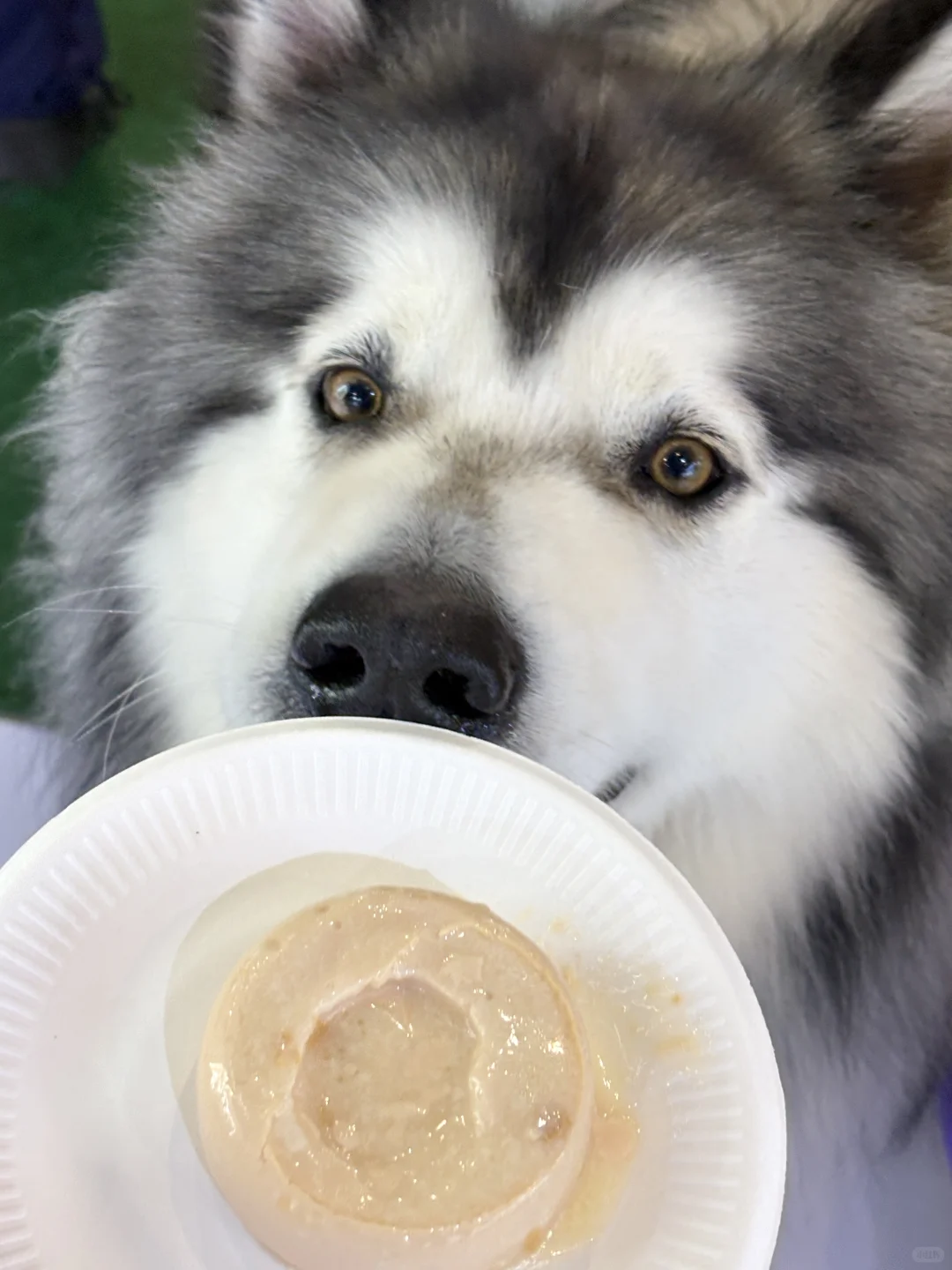 来华南展对暗号?请修猫修狗吃罐罐