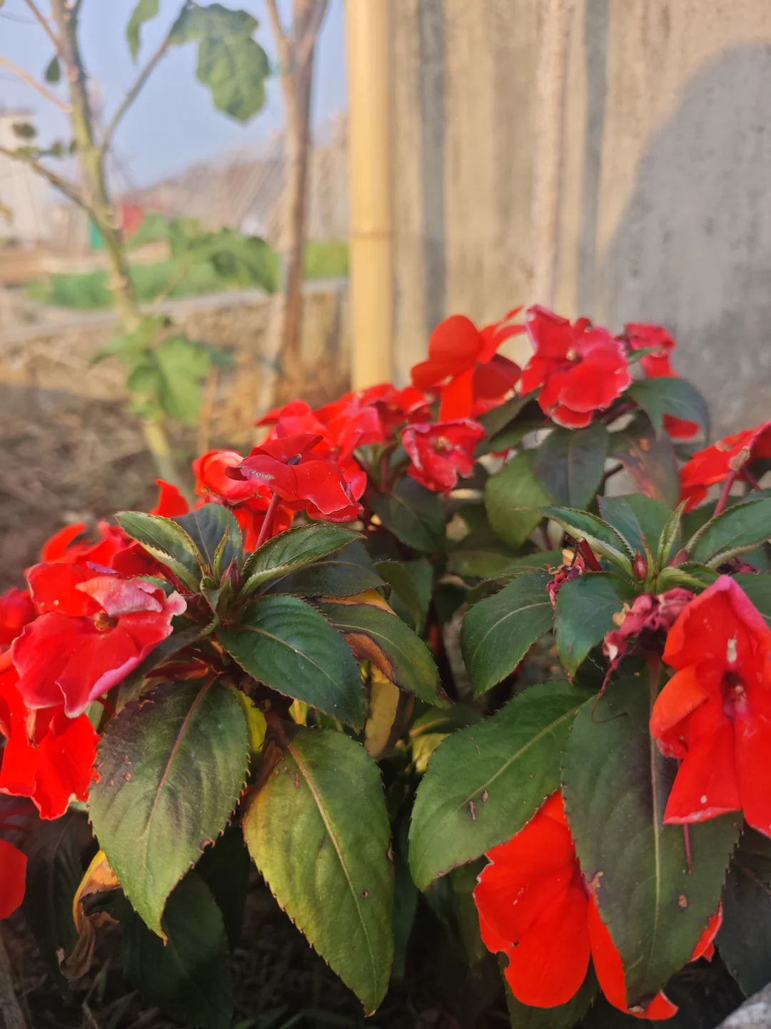 在花园里做投资交易会是一种什么体验