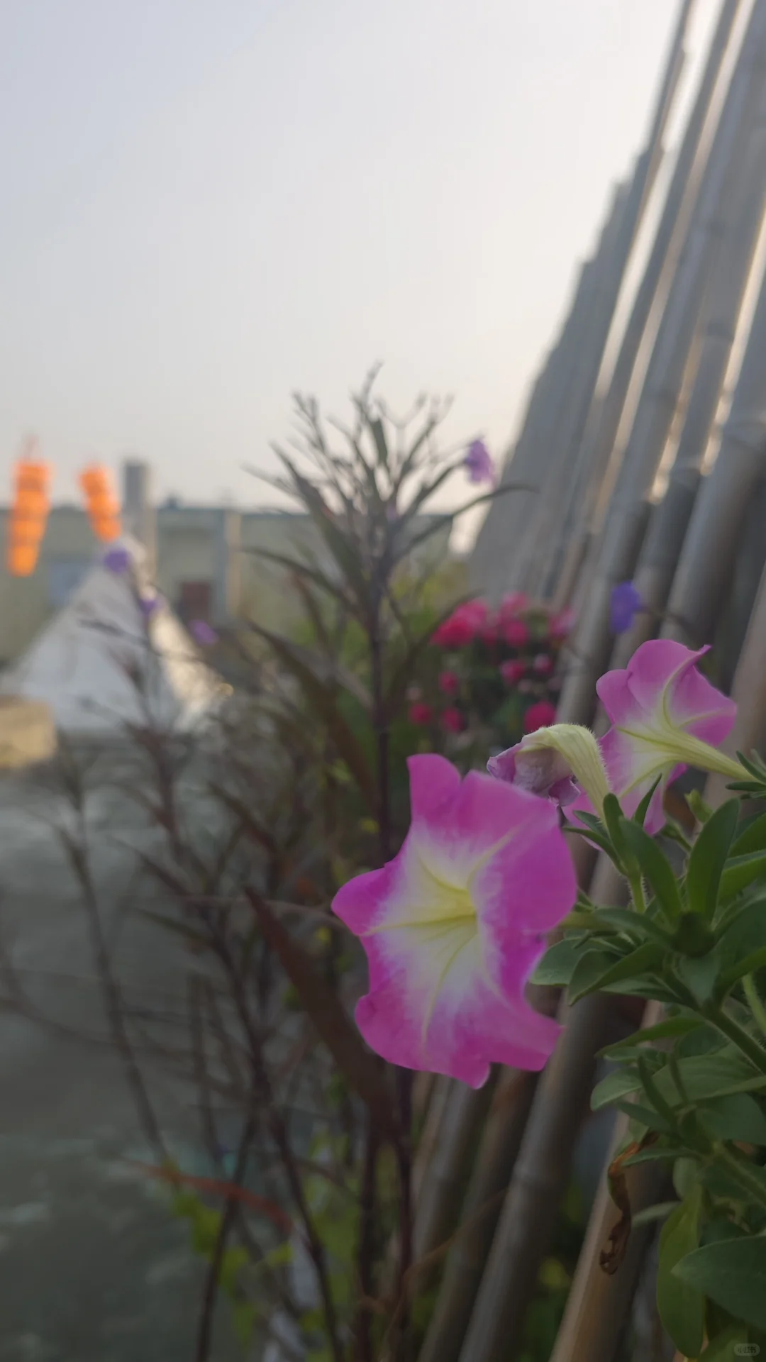 在花园里做投资交易会是一种什么体验