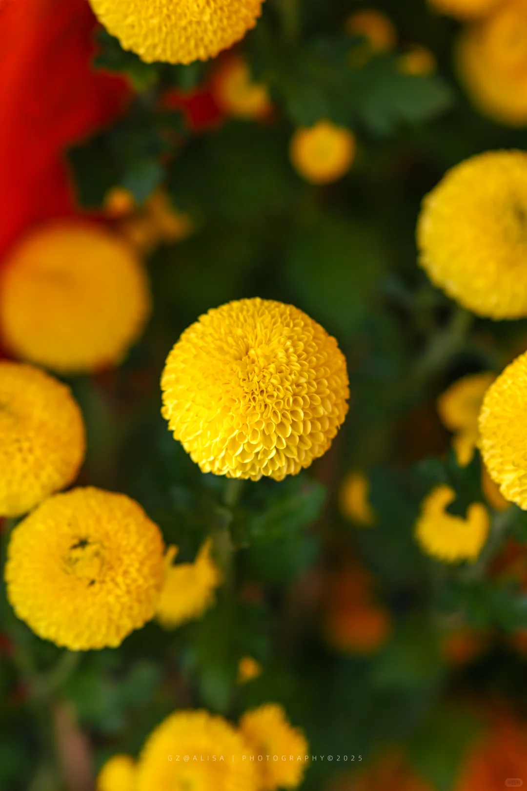 就在市内广州最佳赏菊地‖文化公园