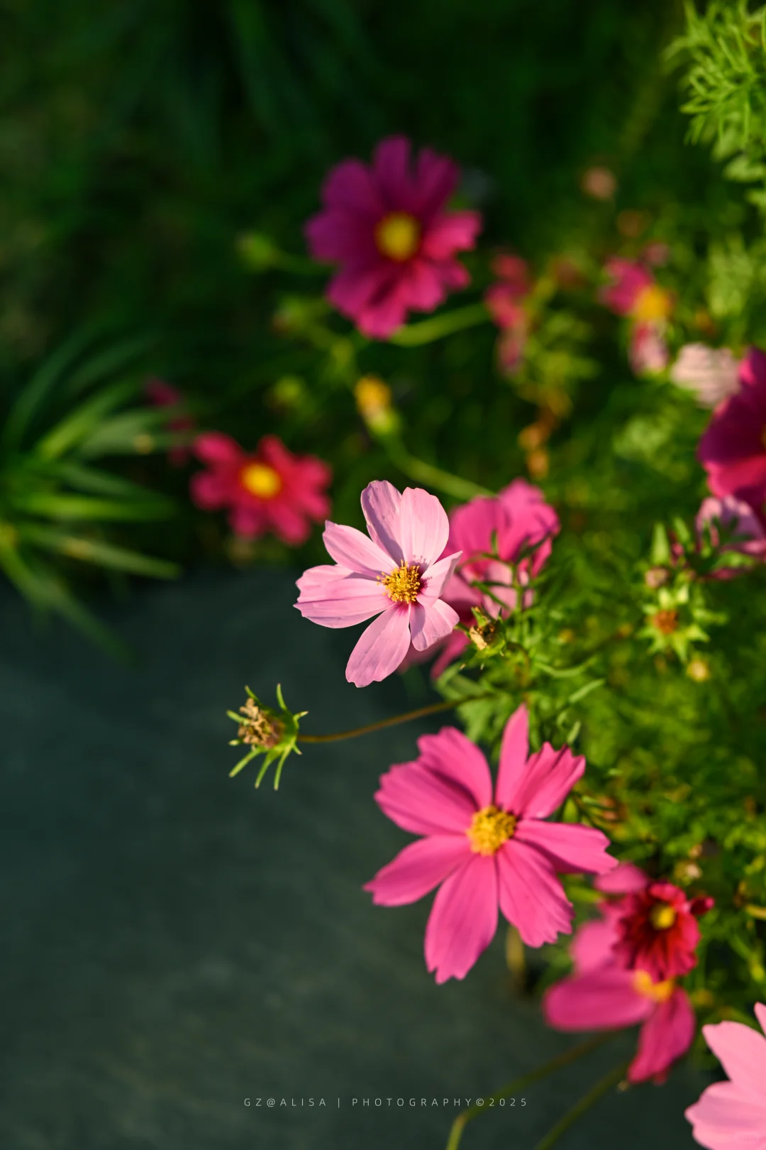 就在市内广州最佳赏菊地‖文化公园