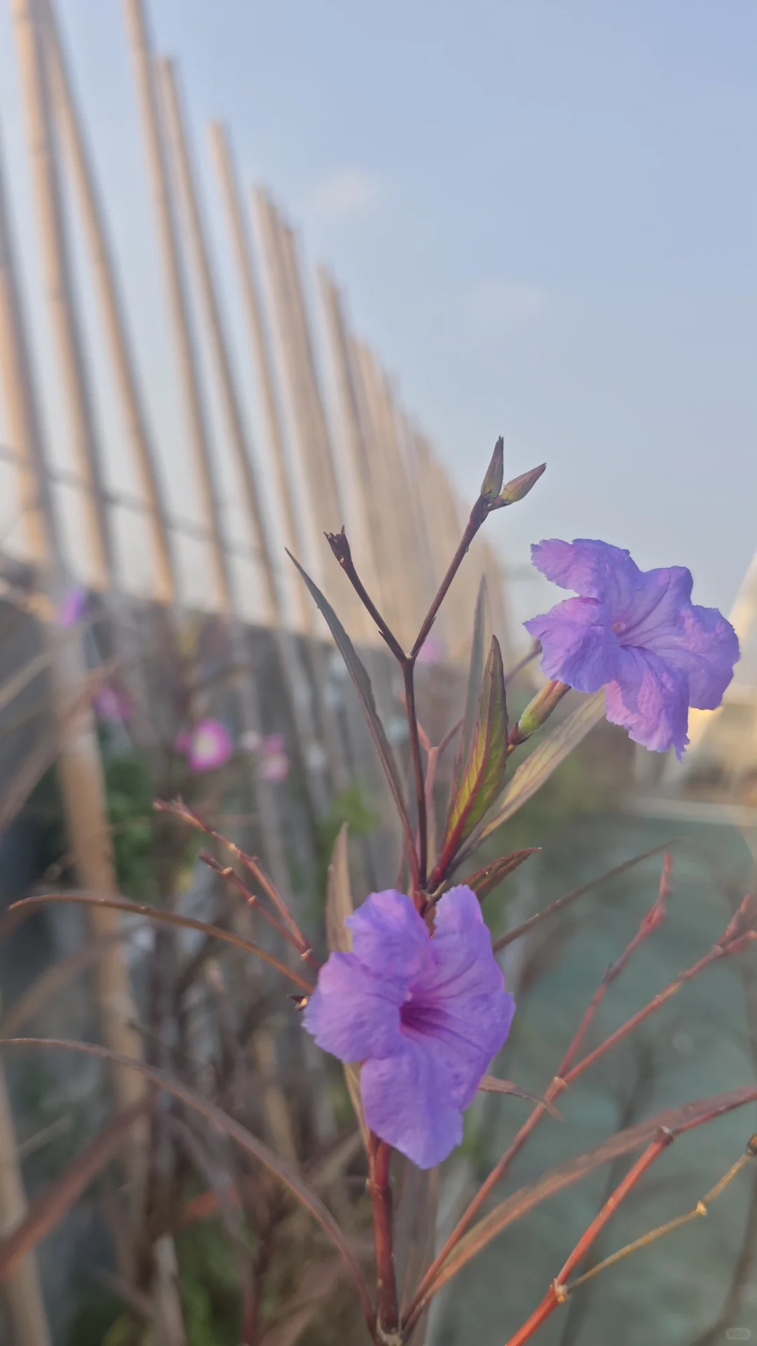 在花园里做投资交易会是一种什么体验