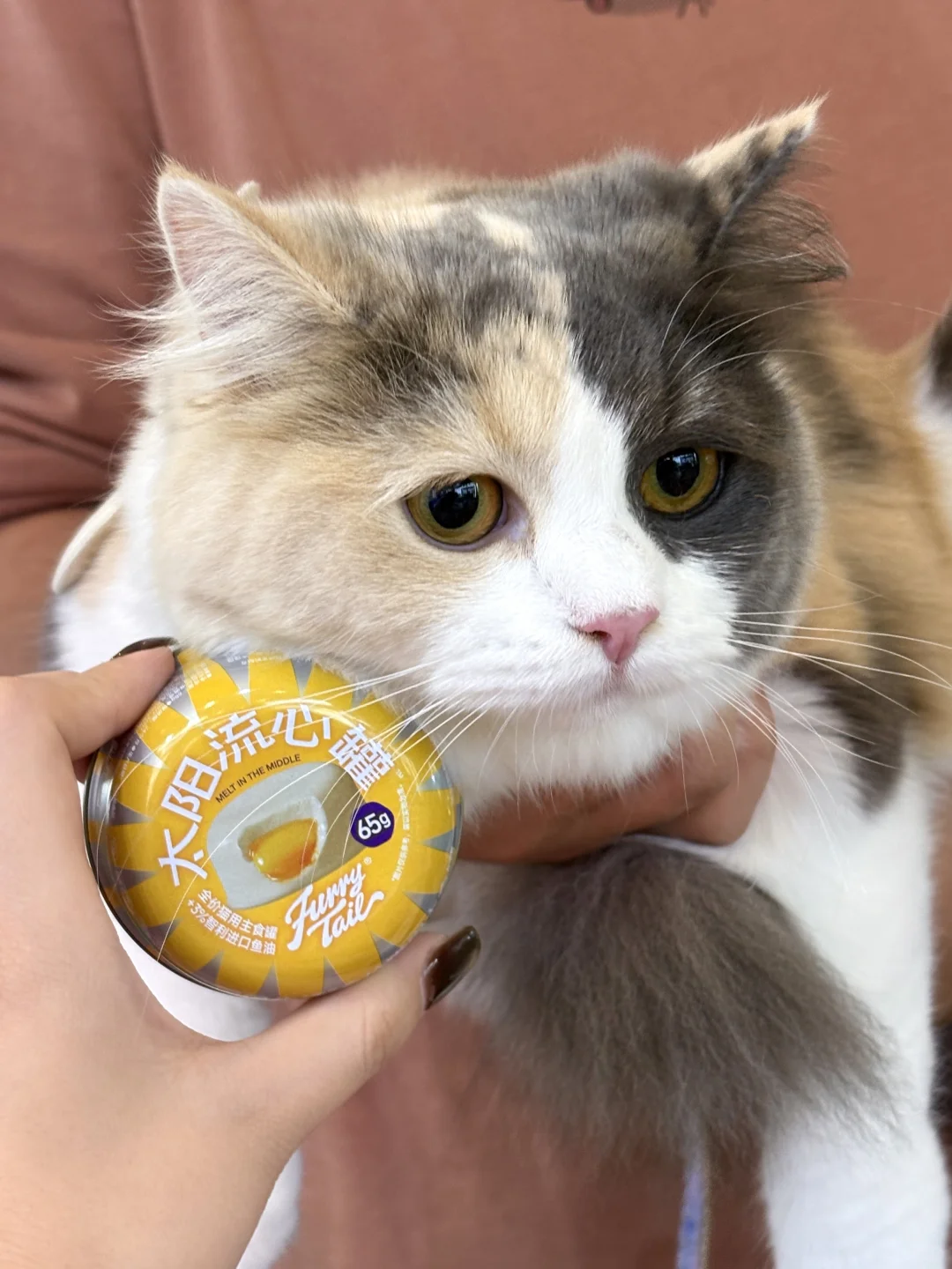 来华南展对暗号?请修猫修狗吃罐罐