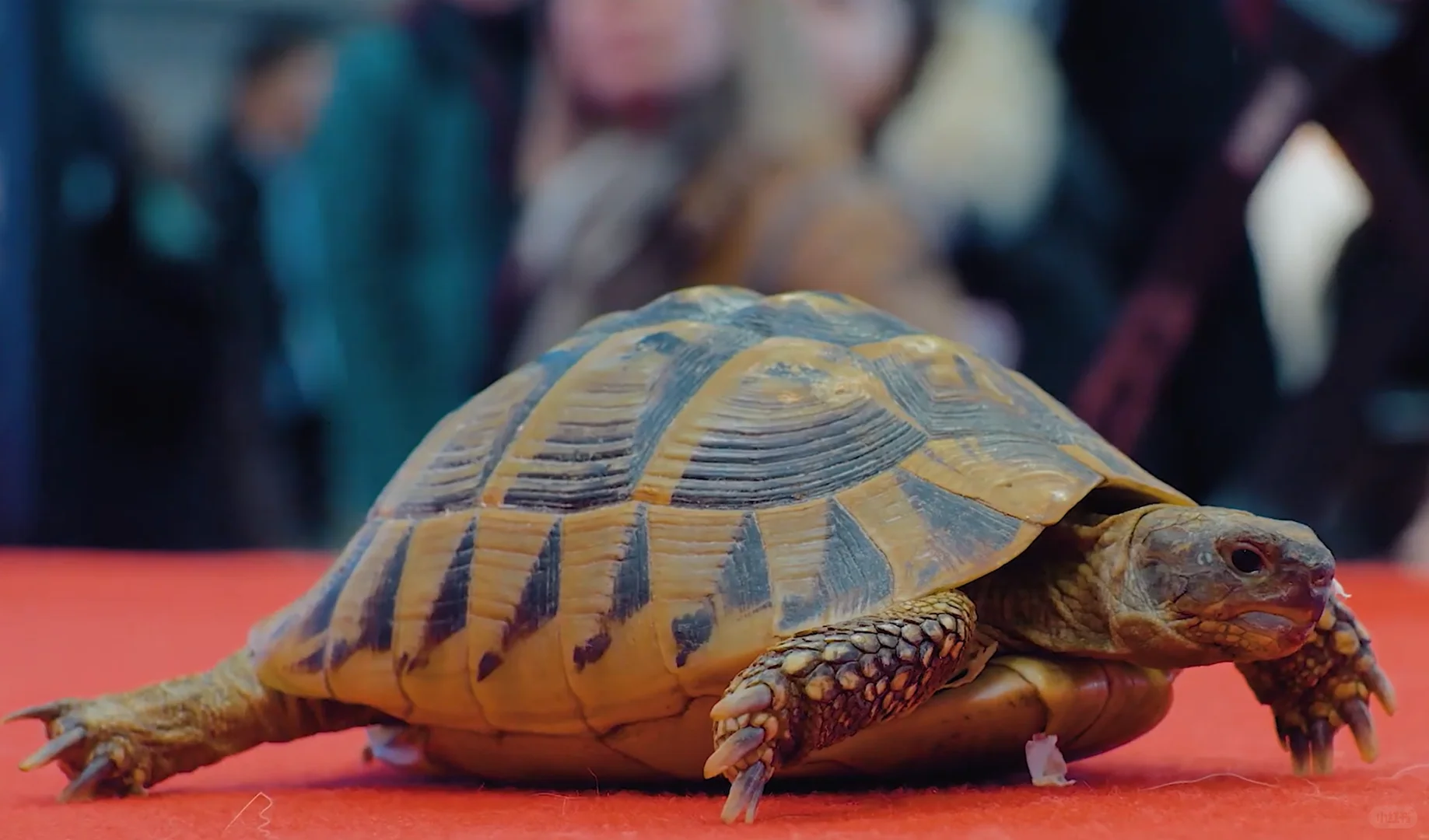 ?法国巴黎宠物用品展览会EXPOZOO?