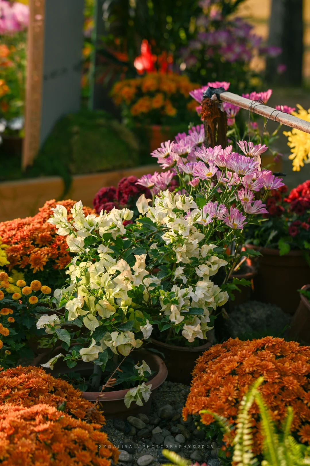 就在市内广州最佳赏菊地‖文化公园