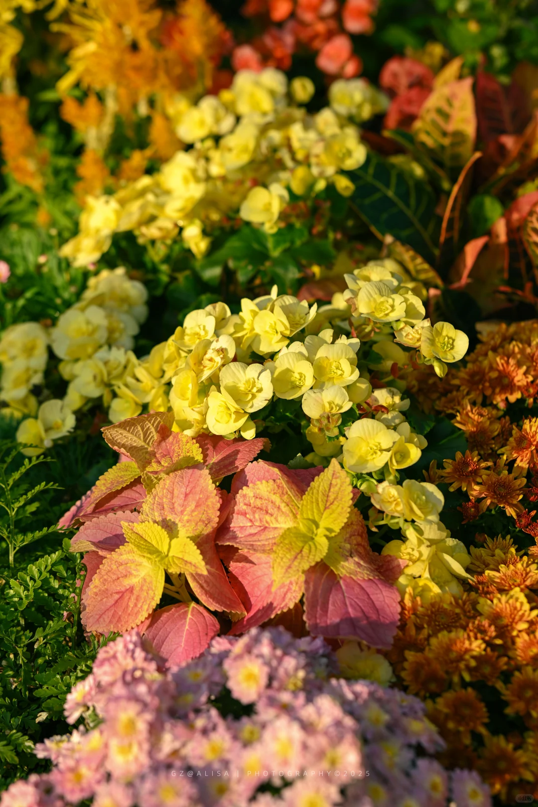 就在市内广州最佳赏菊地‖文化公园