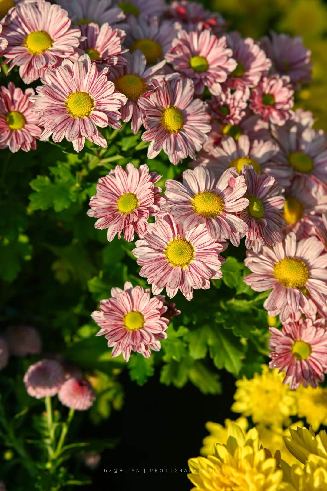 就在市内广州最佳赏菊地‖文化公园