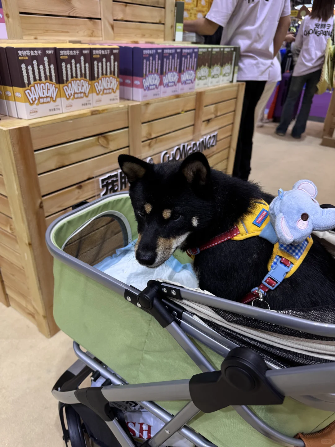 云逛店｜11张live图?带你沉浸式逛宠胖子