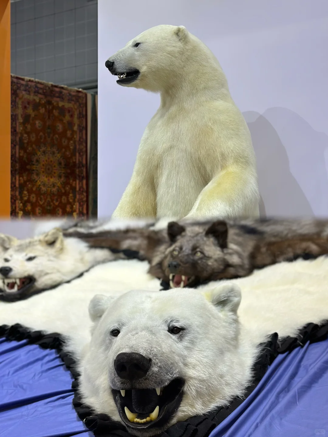 进博会终极羊毛？竟然还不用排队？