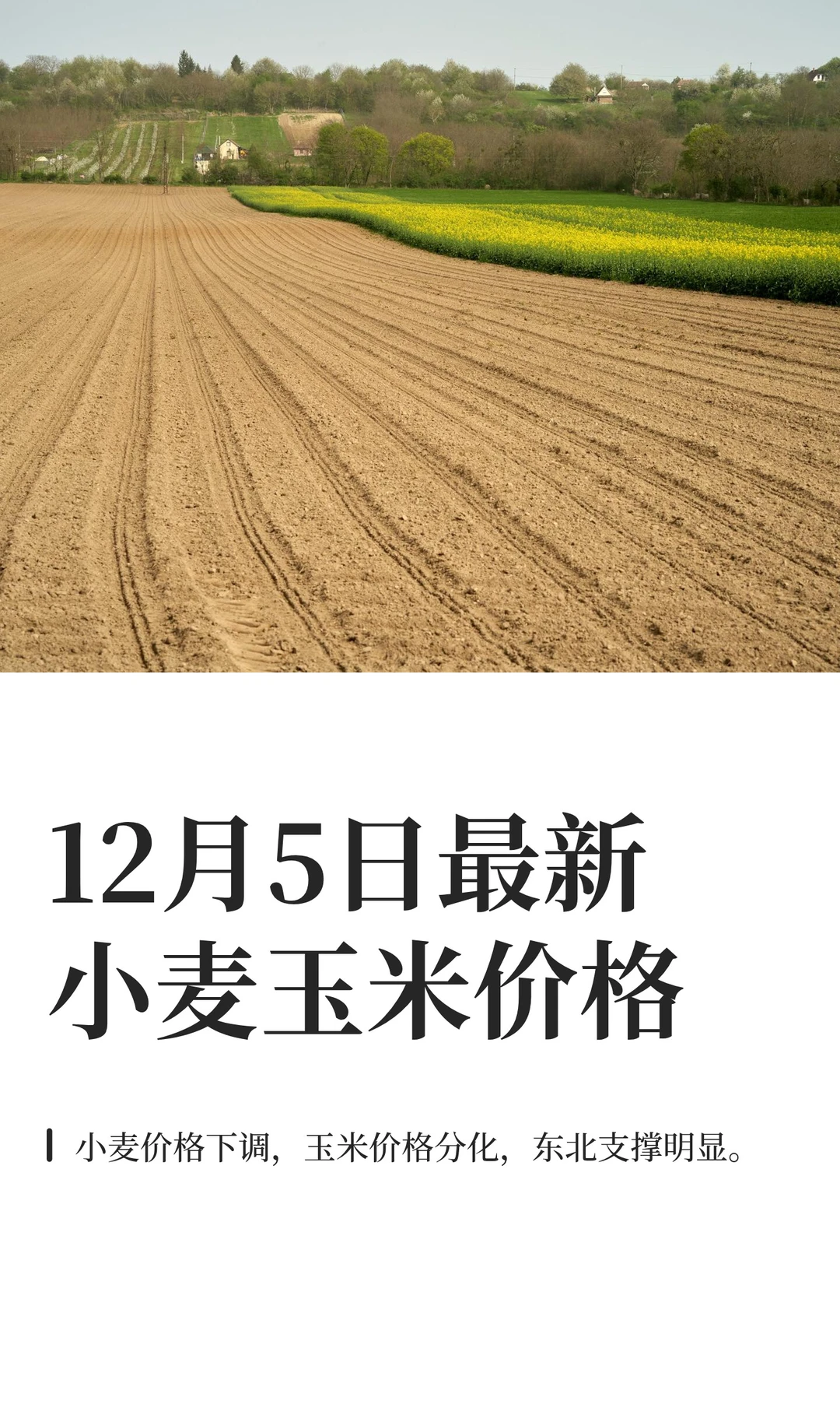 12月5日最新小麦玉米价格