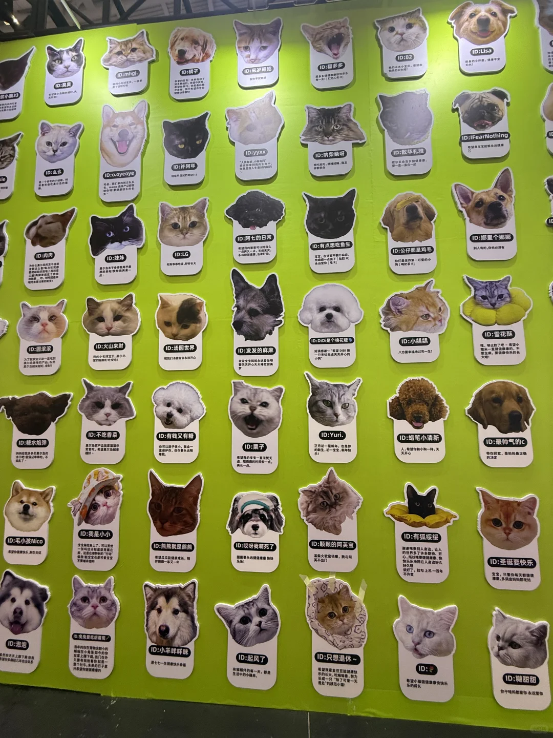 深圳亚宠展全攻略|附薅羊毛指南