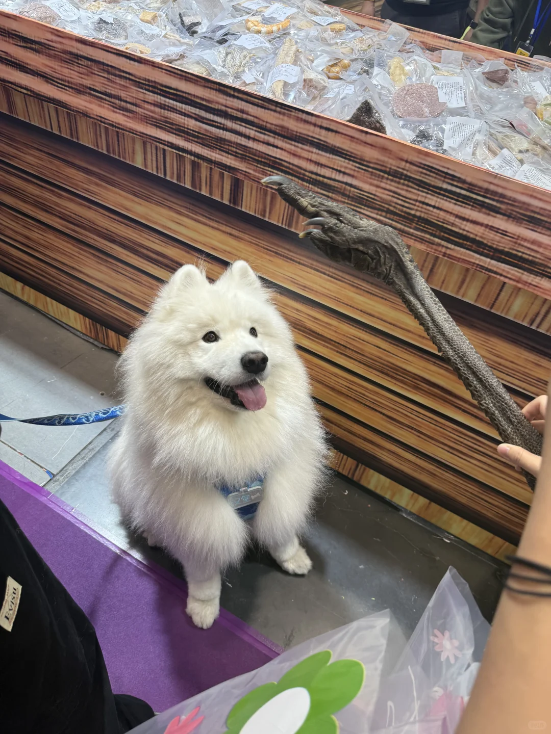 深圳亚宠展全攻略|附薅羊毛指南