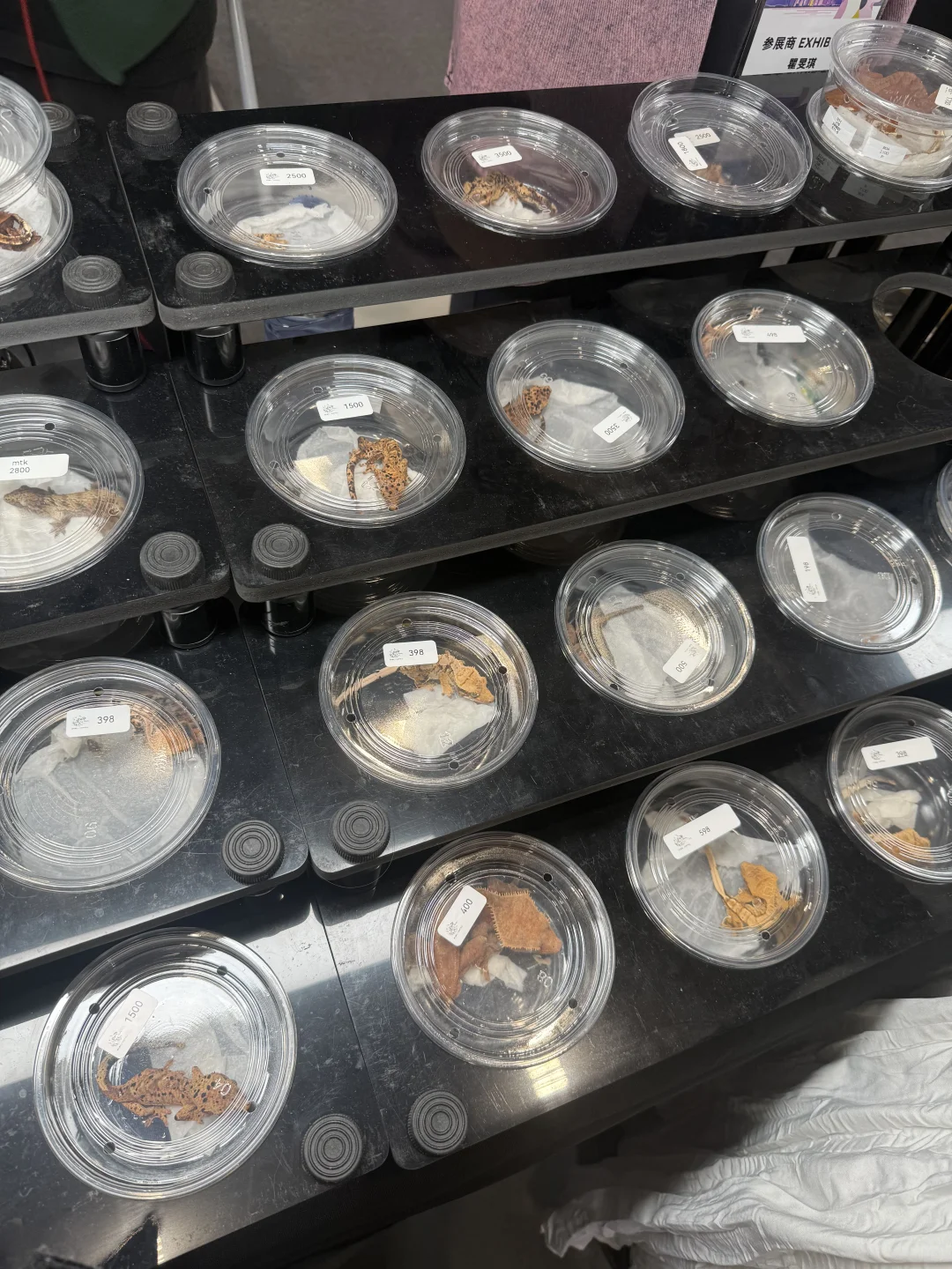 深圳亚宠展全攻略|附薅羊毛指南