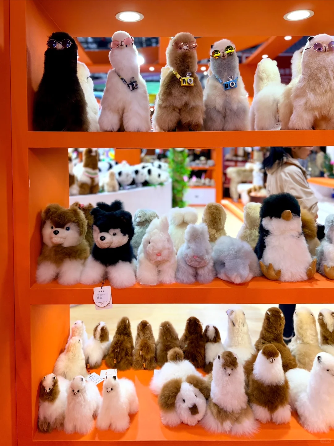 ?首次打卡?进博会?