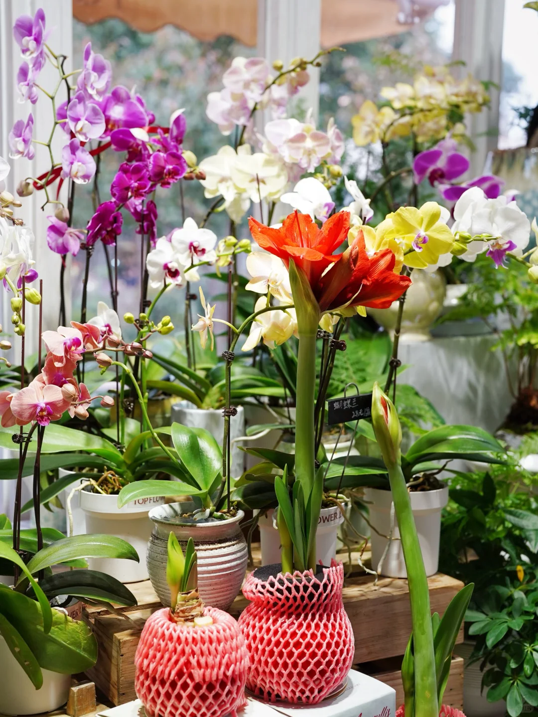 进博会同款鲜花?快来打包几朵快乐！