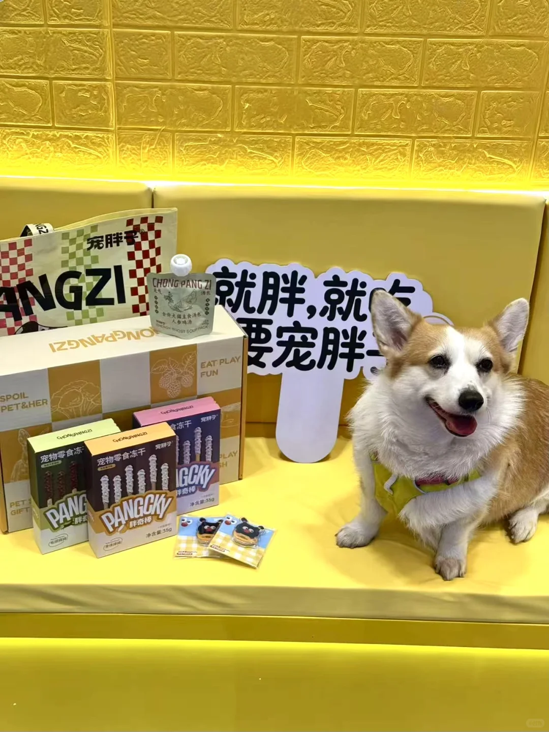 云逛店｜11张live图?带你沉浸式逛宠胖子