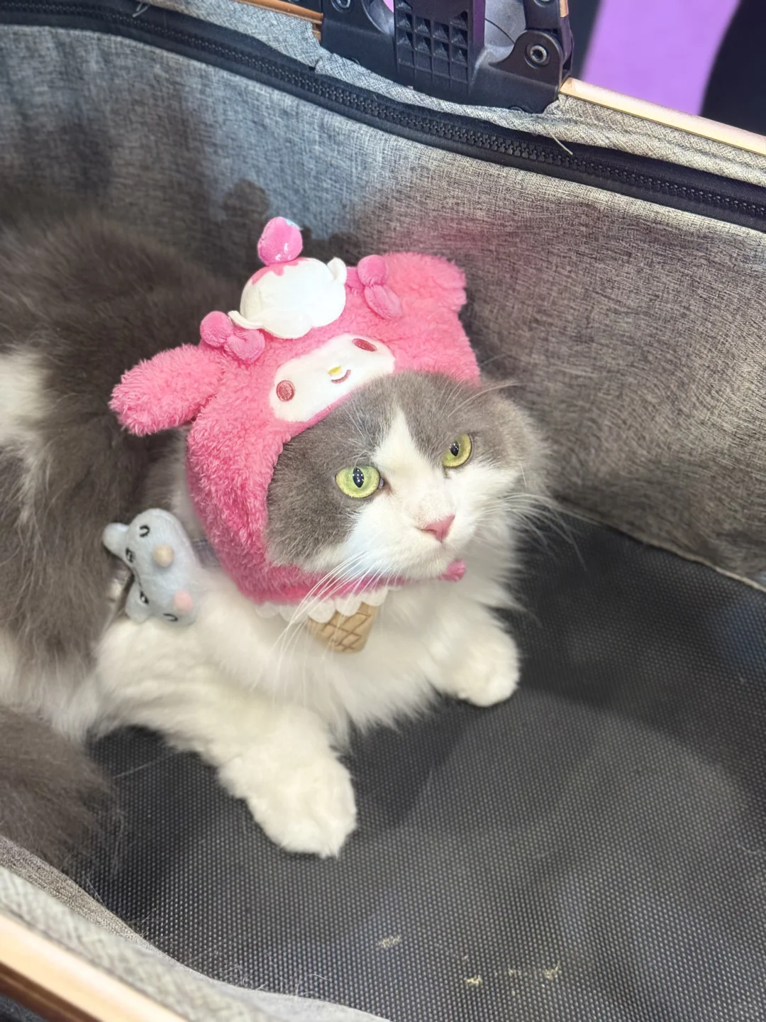 深圳亚宠展全攻略|附薅羊毛指南