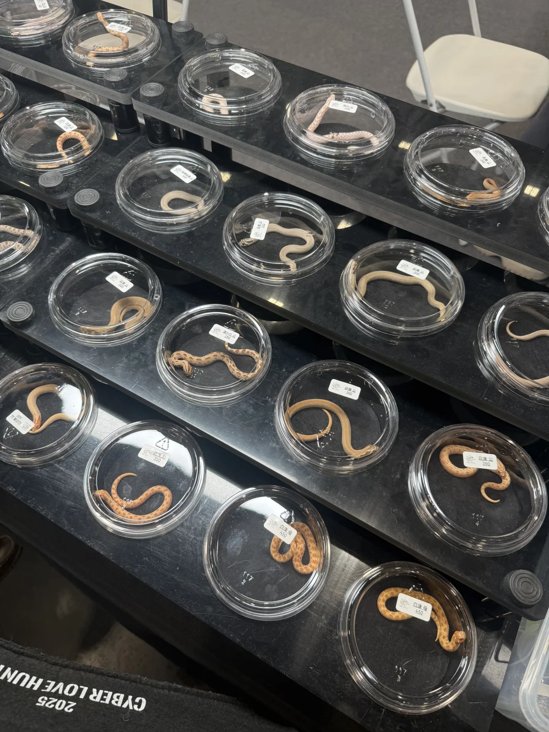 深圳亚宠展全攻略|附薅羊毛指南