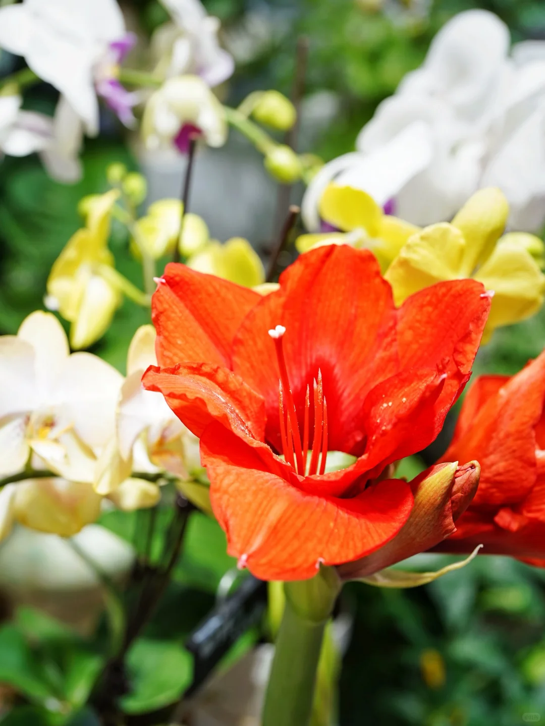 进博会同款鲜花?快来打包几朵快乐！