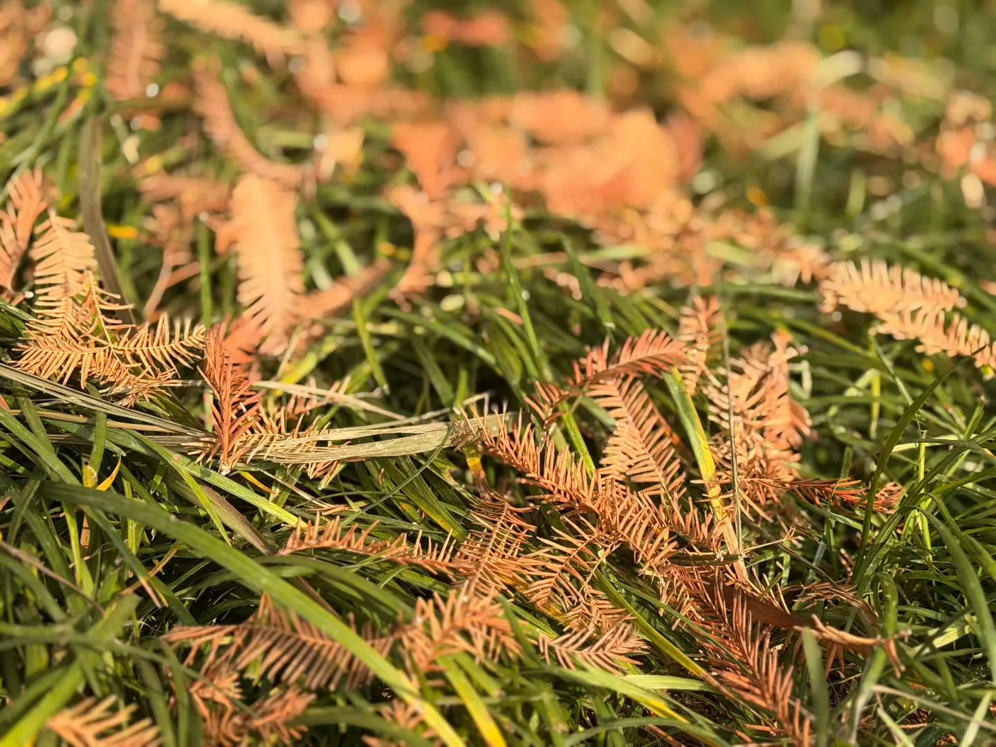 攒米生活第6天:不花钱还有羊毛收入的一天