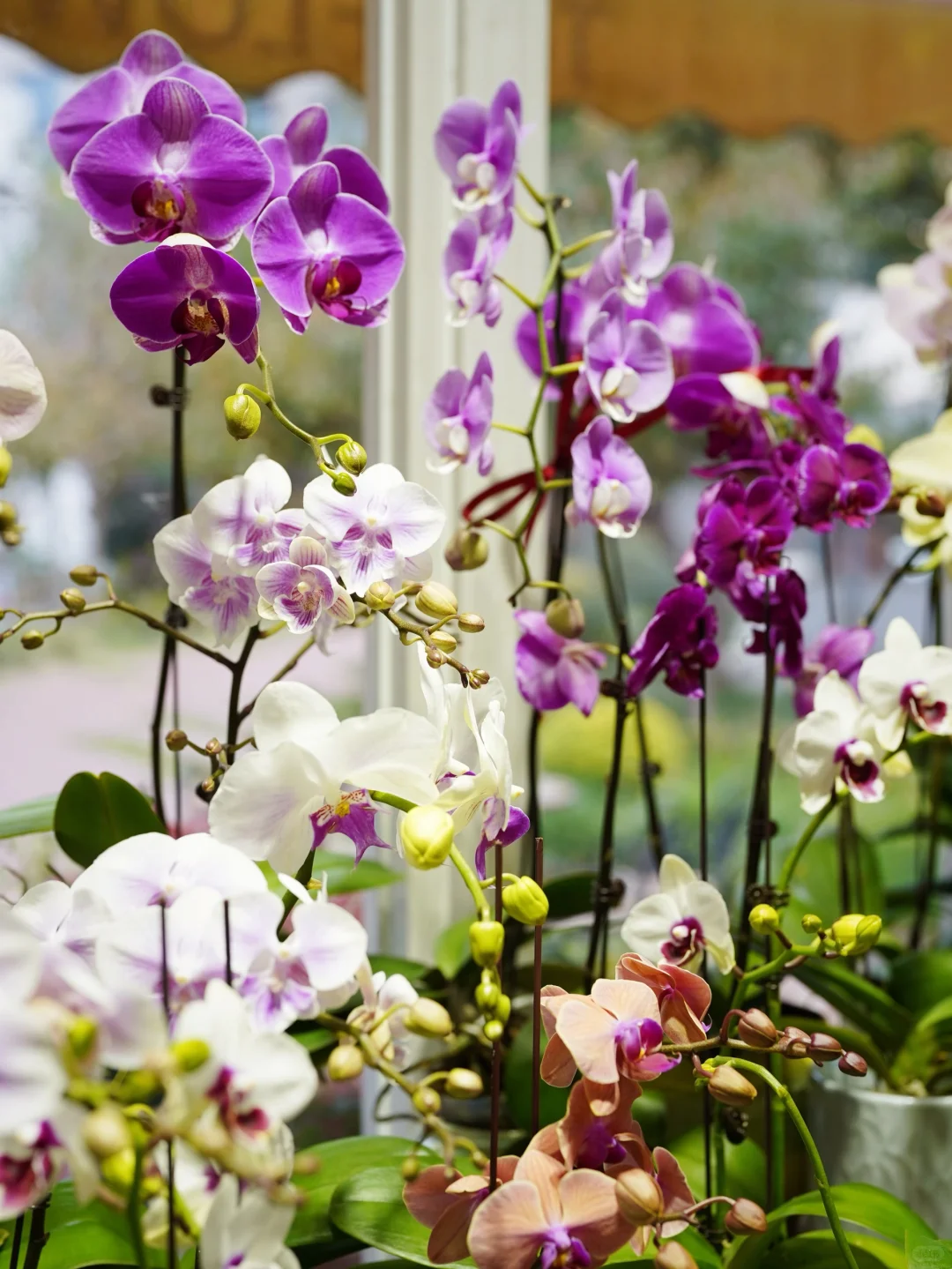 进博会同款鲜花?快来打包几朵快乐！