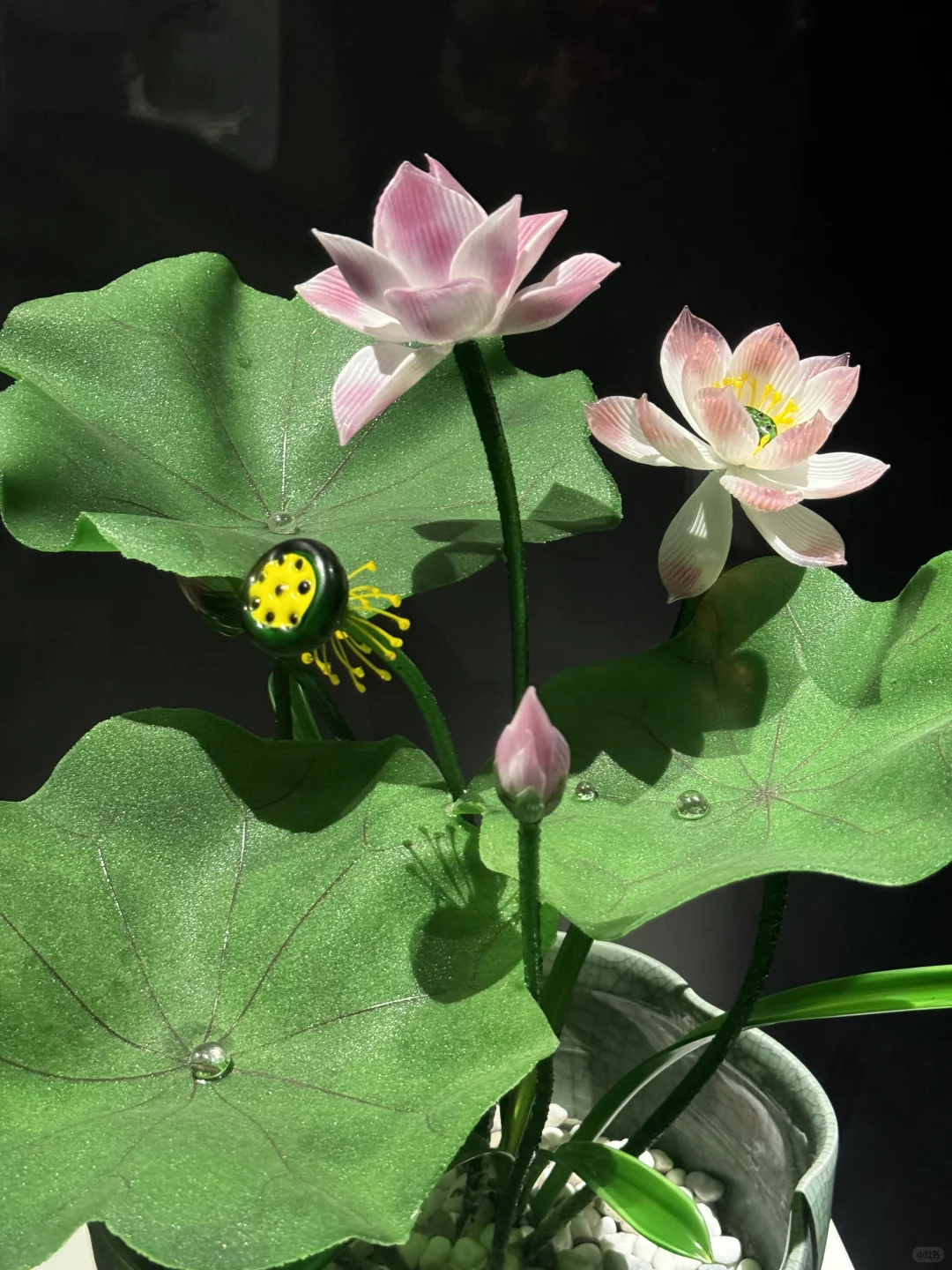 【?淄博】十二花神落人间