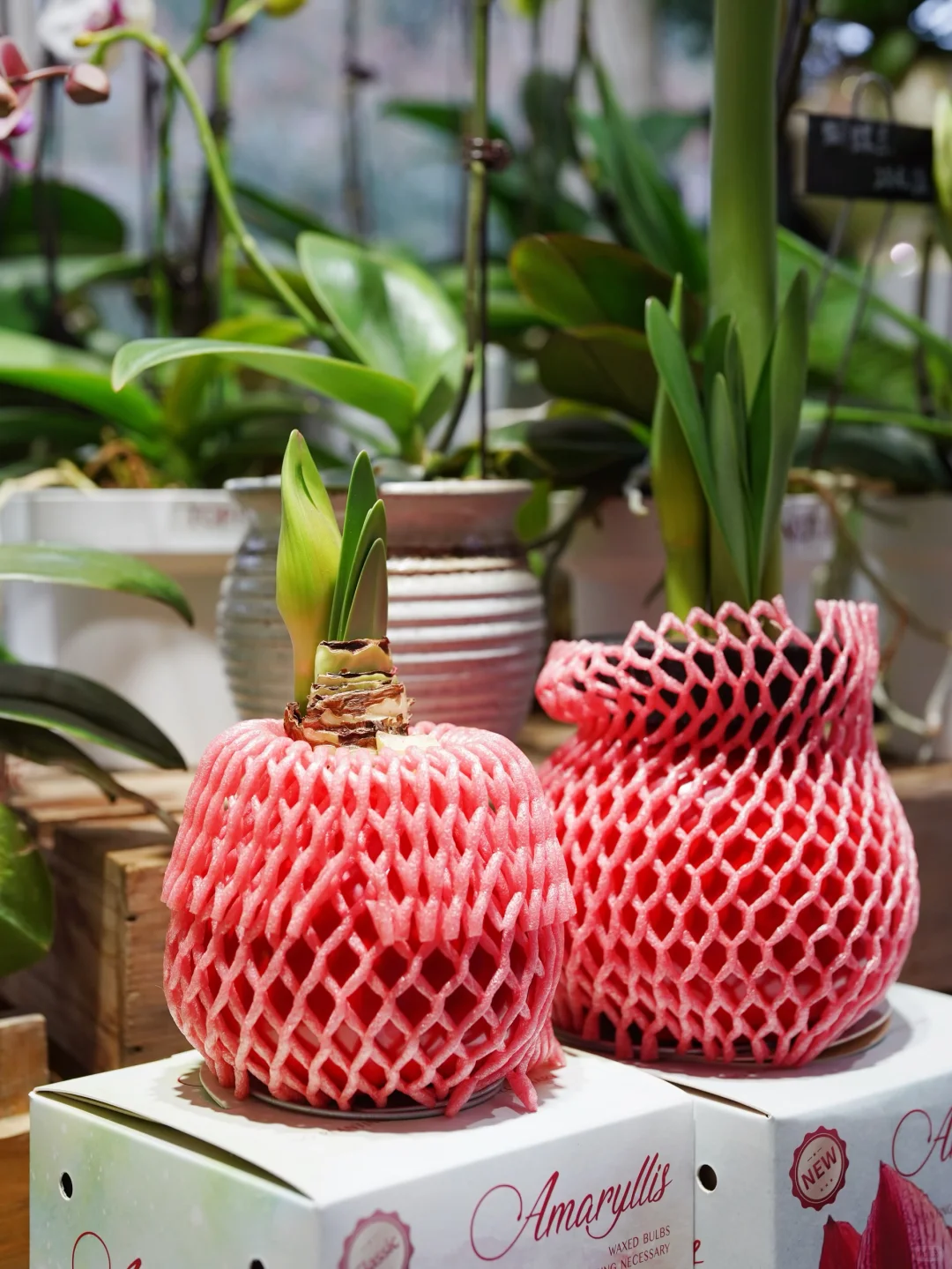 进博会同款鲜花?快来打包几朵快乐！