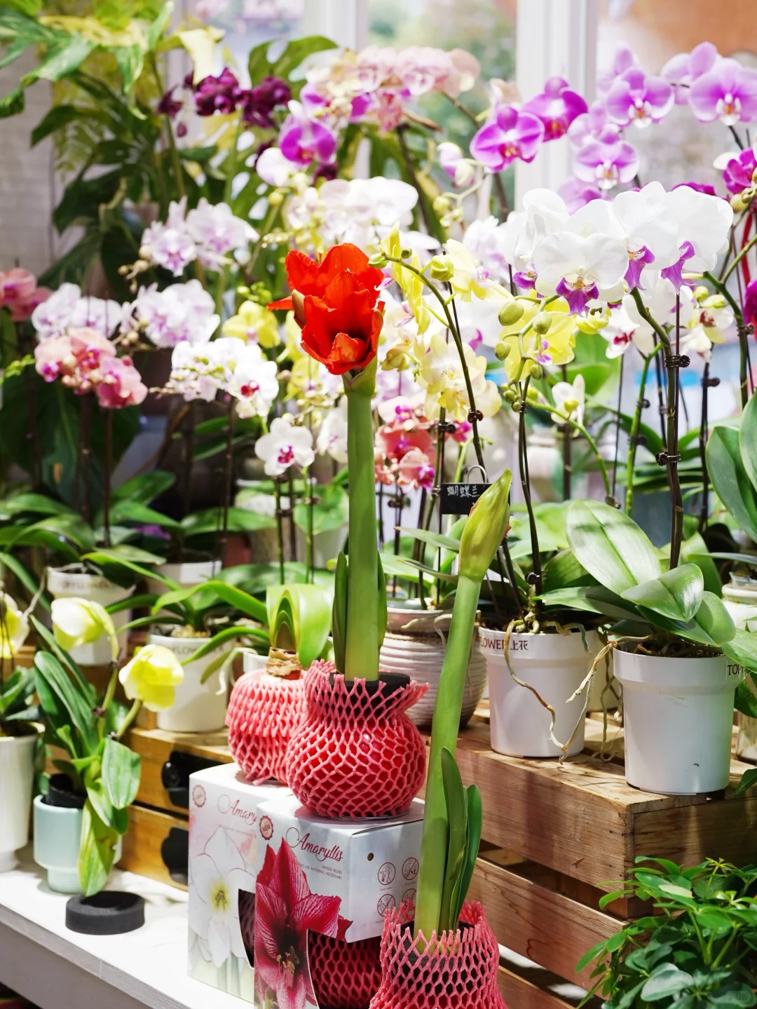 进博会同款鲜花?快来打包几朵快乐！