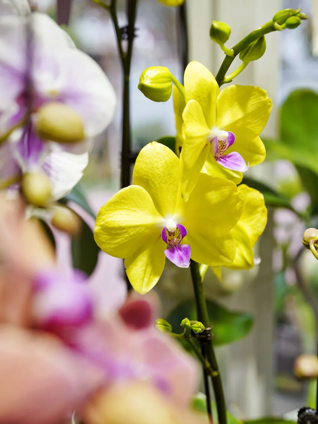 进博会同款鲜花?快来打包几朵快乐！