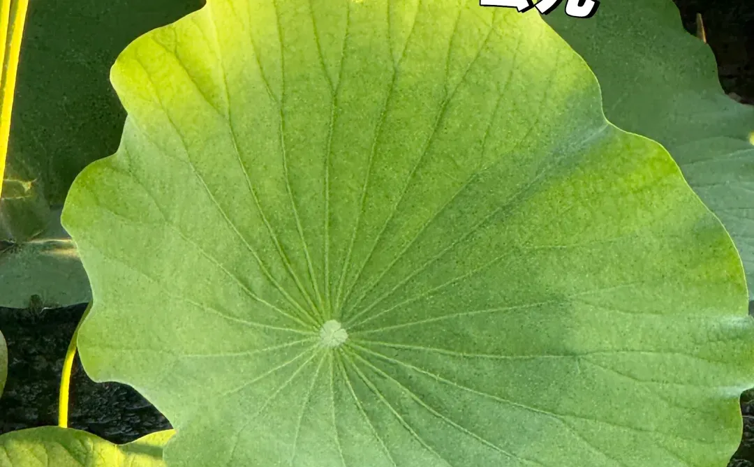 招标代理机构什么时候能不掺和企业招投标？