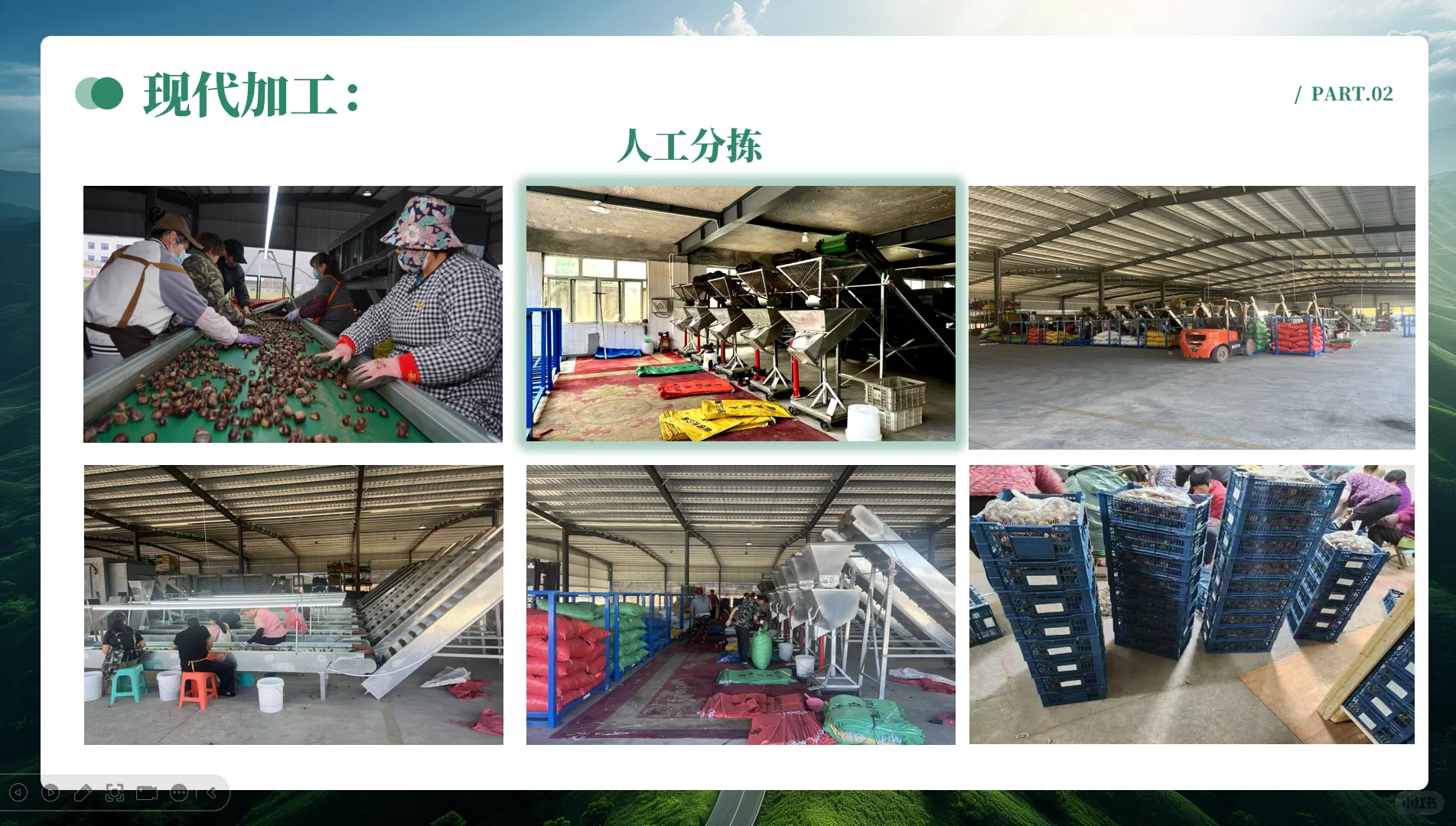 中国板栗工厂、板栗外贸企业