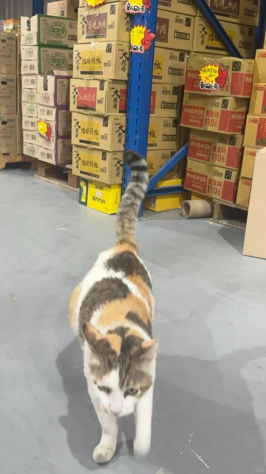 桃園 ⦚ 擼貓買零食? 一堆泡麵飲料隨便挑！