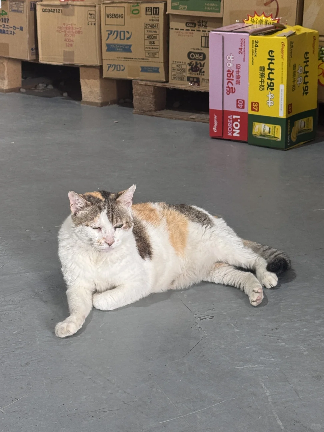 桃園 ⦚ 擼貓買零食? 一堆泡麵飲料隨便挑！