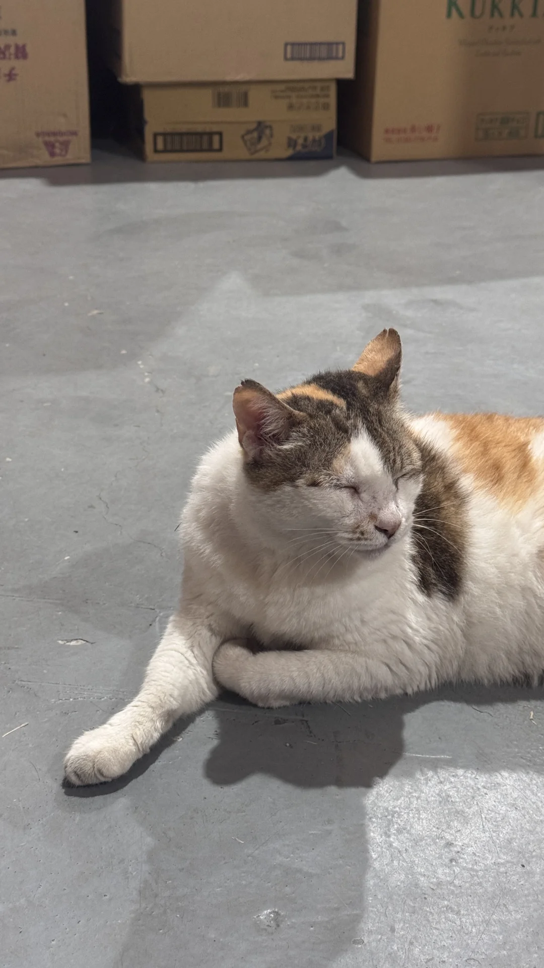 桃園 ⦚ 擼貓買零食? 一堆泡麵飲料隨便挑！