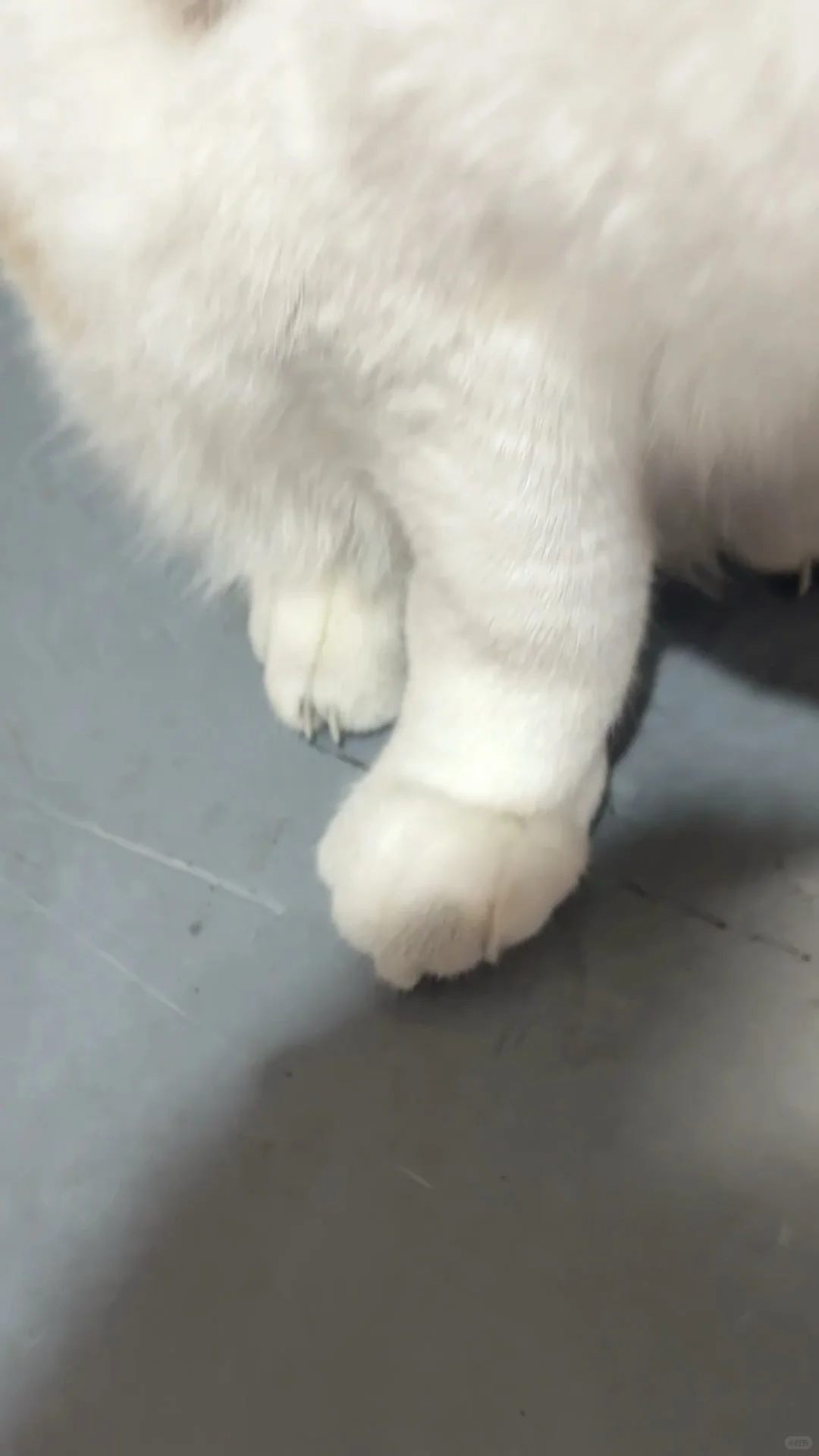 桃園 ⦚ 擼貓買零食? 一堆泡麵飲料隨便挑！