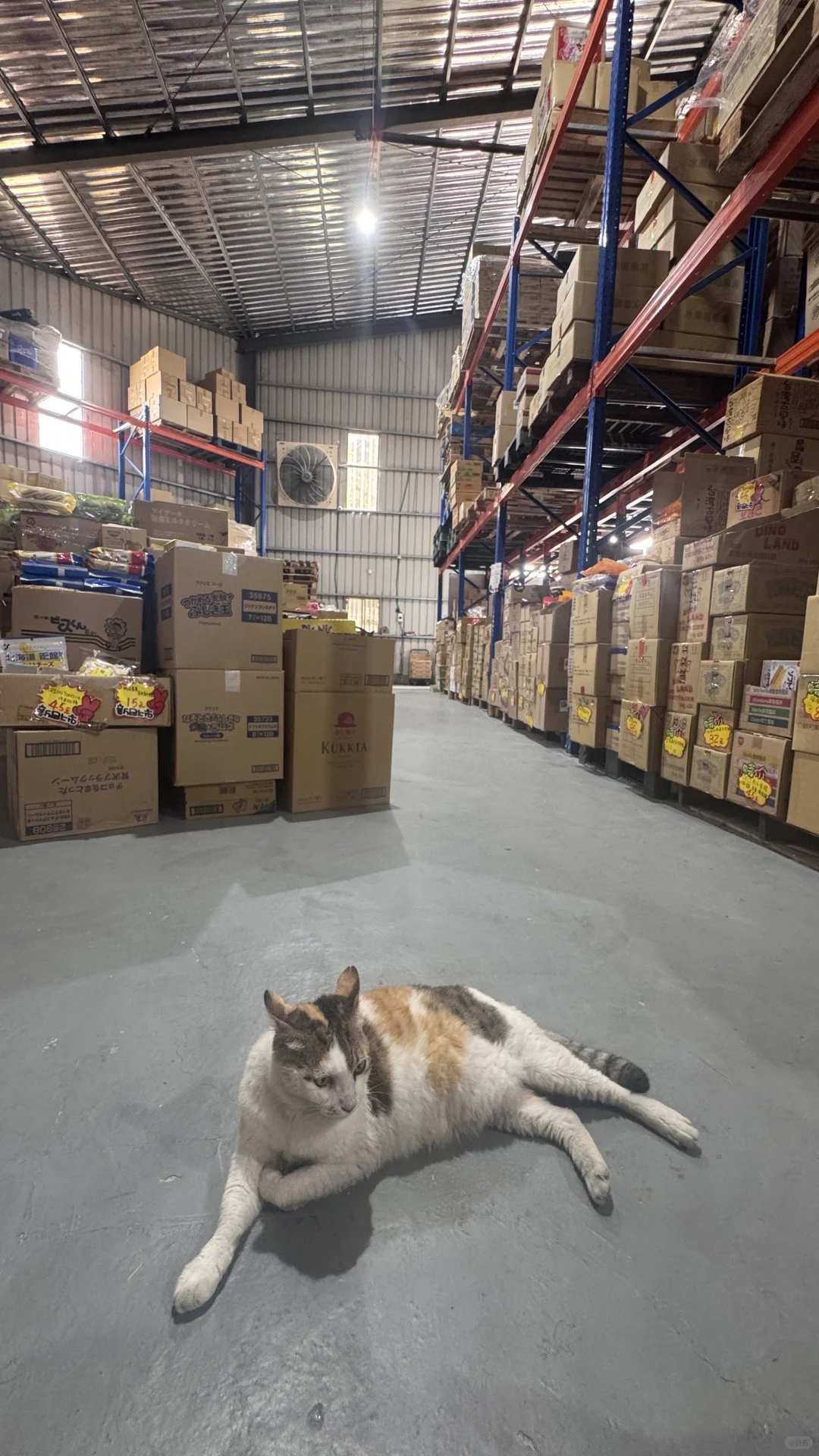 桃園 ⦚ 擼貓買零食? 一堆泡麵飲料隨便挑！