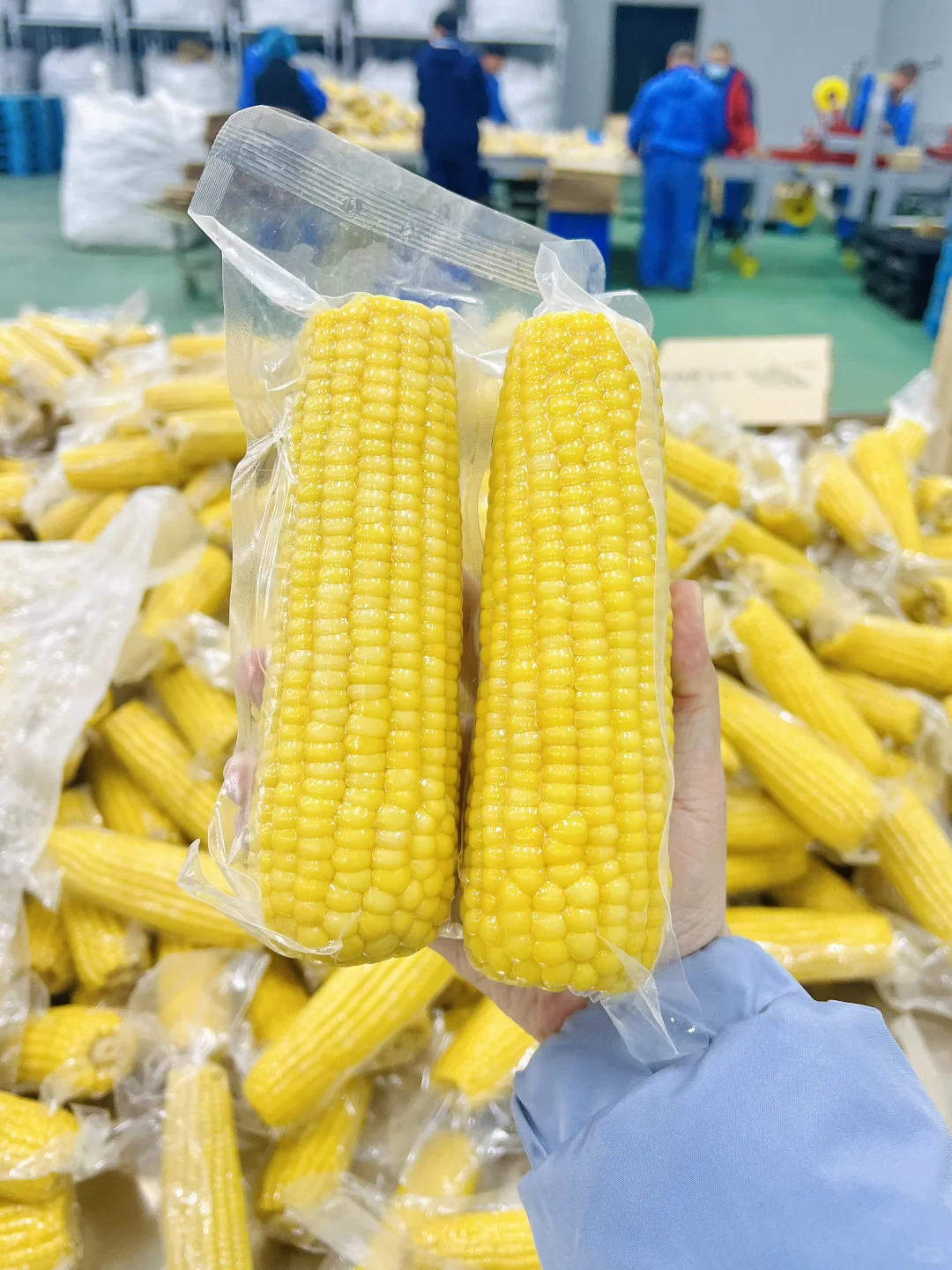 试了 10 几种玉米,还是自家源头工厂的最好